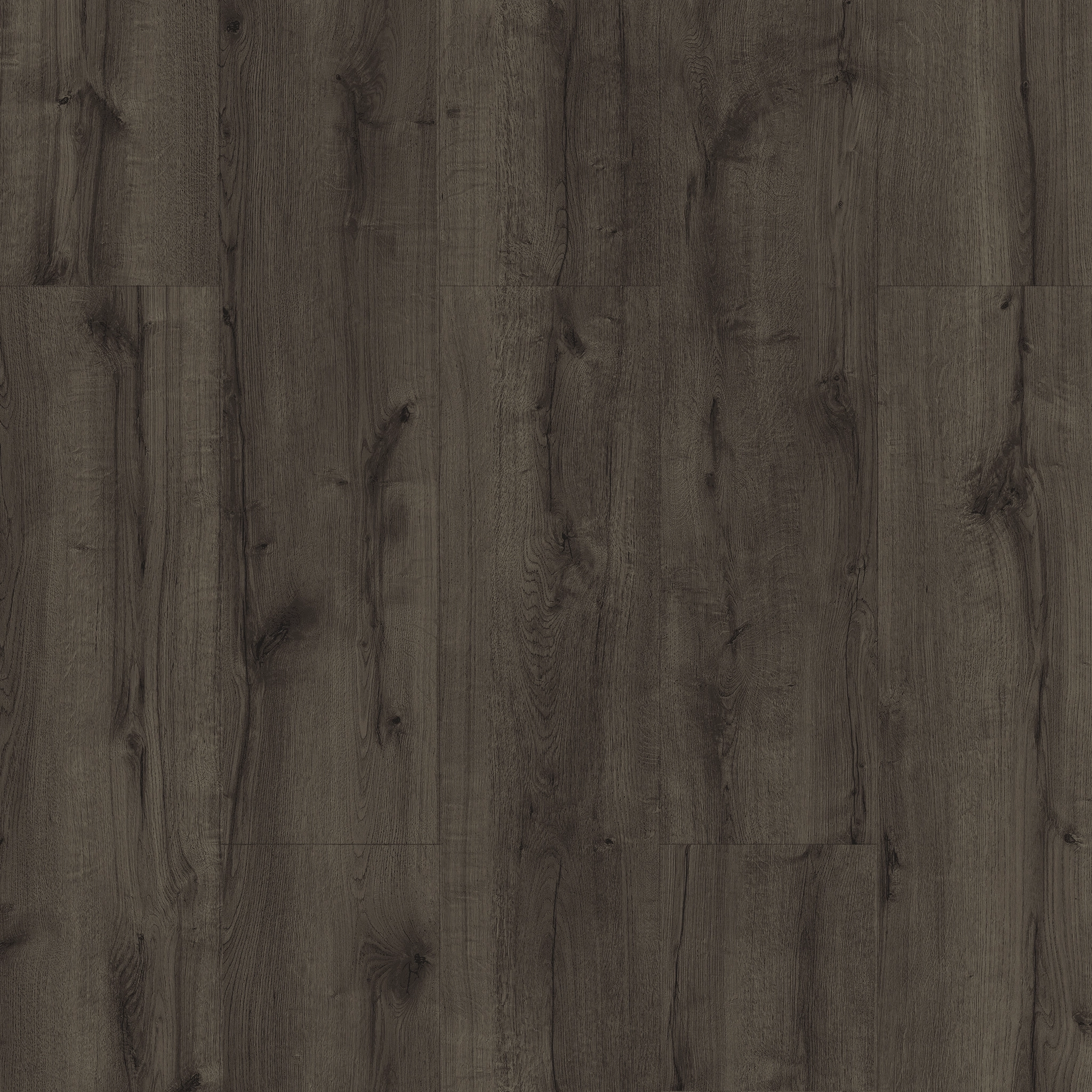 Belgrad Oak