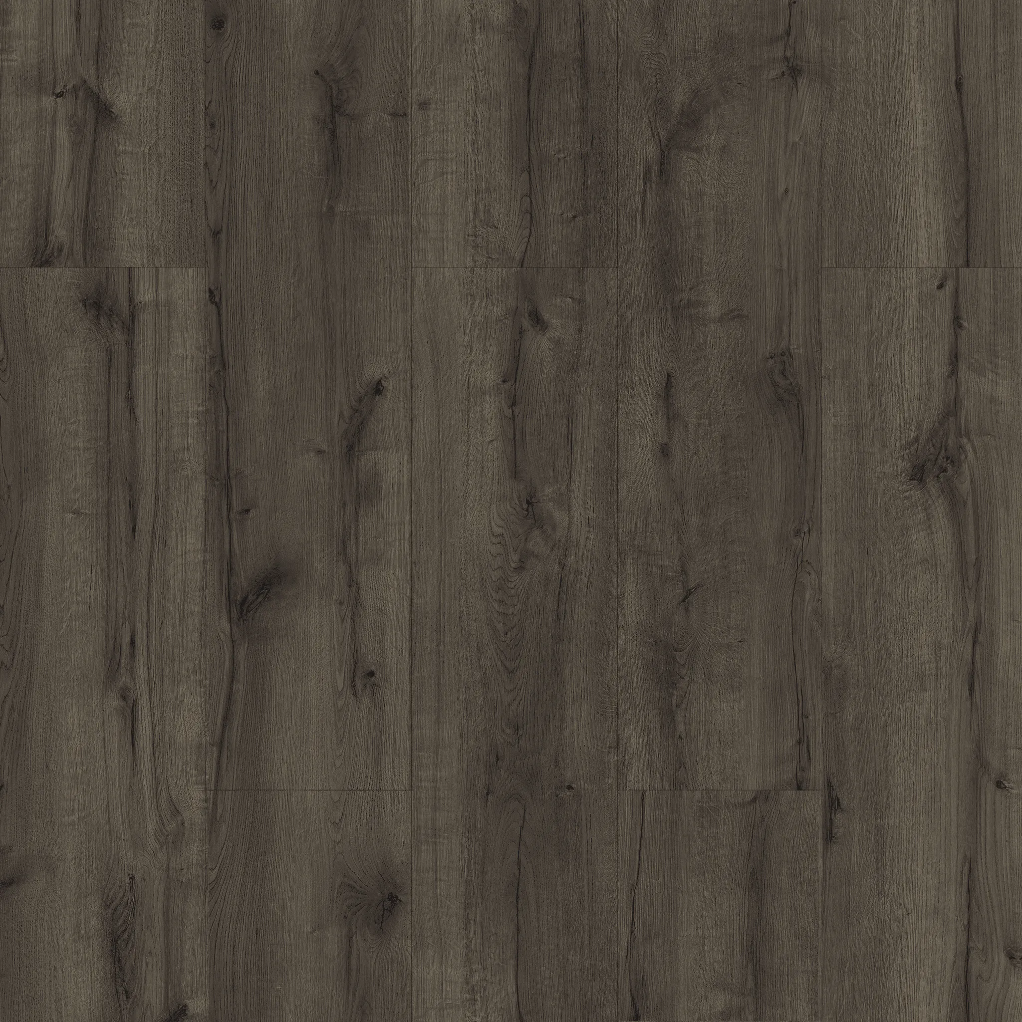 Belgrad Oak