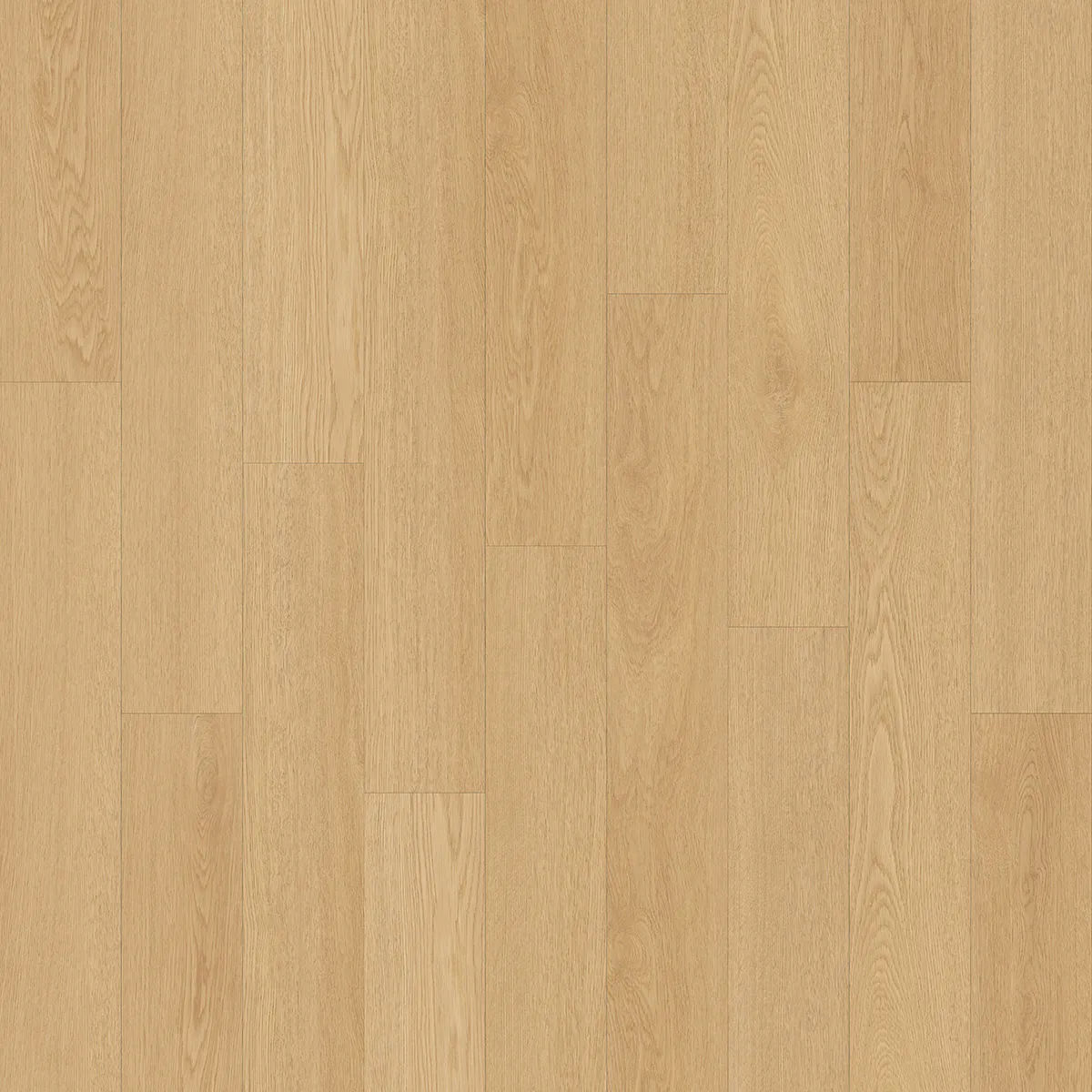 Harbour Oak